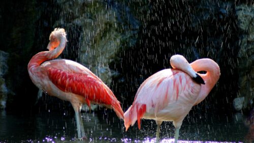Stunning Pink Flamingos Standing in Refreshing Rain 4K Wallpaper