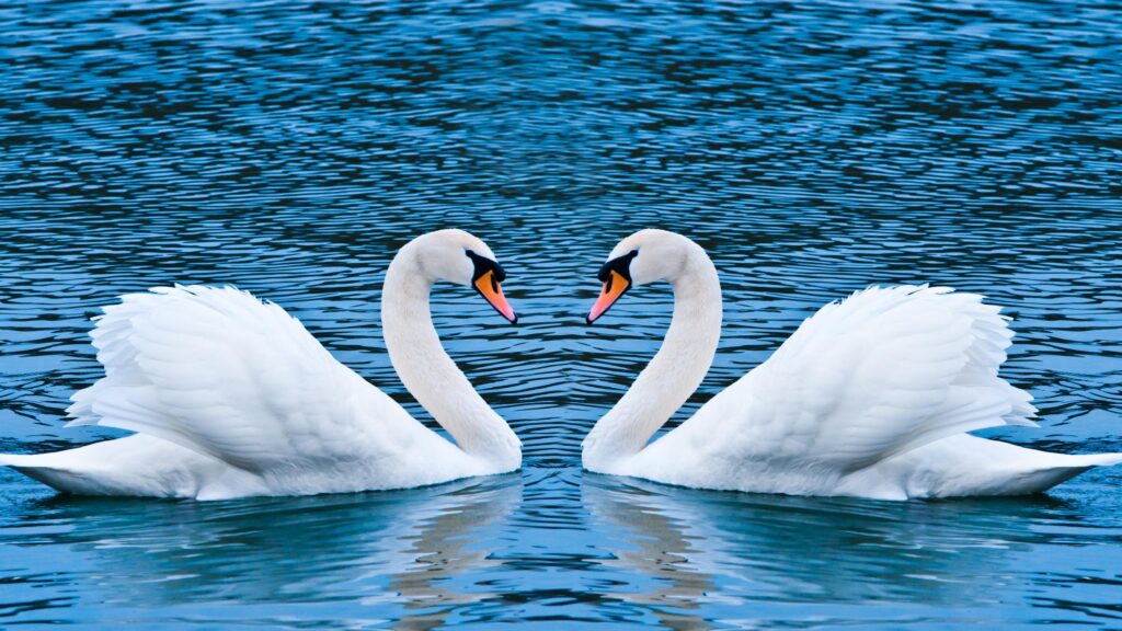 Elegant Mute Swans Forming a Heart Shape on Blue Water 4K Desktop Wallpaper