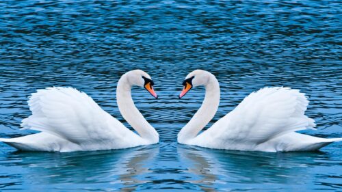 Elegant Mute Swans Forming a Heart Shape on Blue Water 4K Desktop Wallpaper