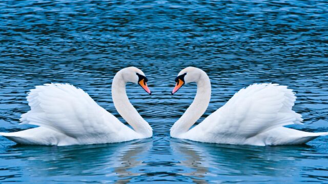 Elegant Mute Swans Forming a Heart Shape on Blue Water 4K Desktop Wallpaper
