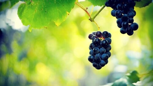Sun-Kissed Vineyard Harvest Dark Grapes Desktop Wallpaper