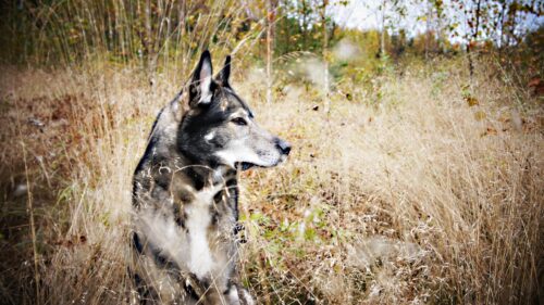 Majestic Wolf Dog Standing in Golden Autumn Field Desktop Wallpaper