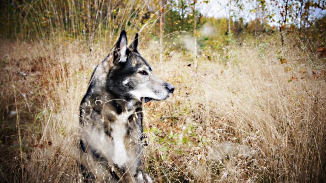 Majestic Wolf Dog Standing in Golden Autumn Field Desktop Wallpaper