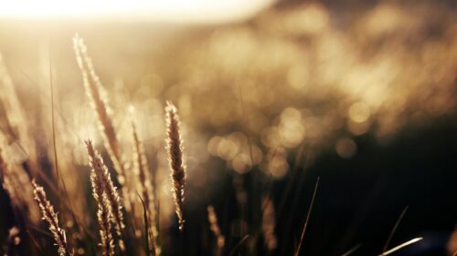 Golden Hour Meadow Grass Macro Photography 4K Desktop Wallpaper