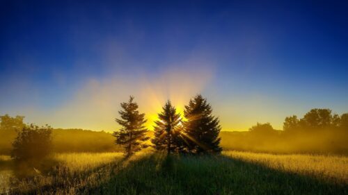 Stunning Sunrise Over Misty Pine Forest Field Desktop Wallpaper