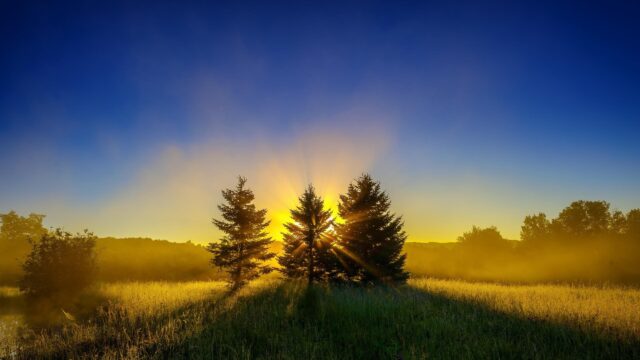 Stunning Sunrise Over Misty Pine Forest Field Desktop Wallpaper