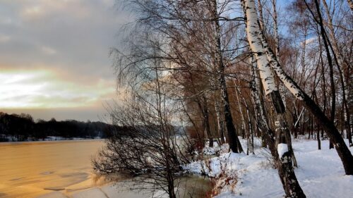 Stunning Golden Hour Birch Forest by Frozen River Desktop Wallpaper