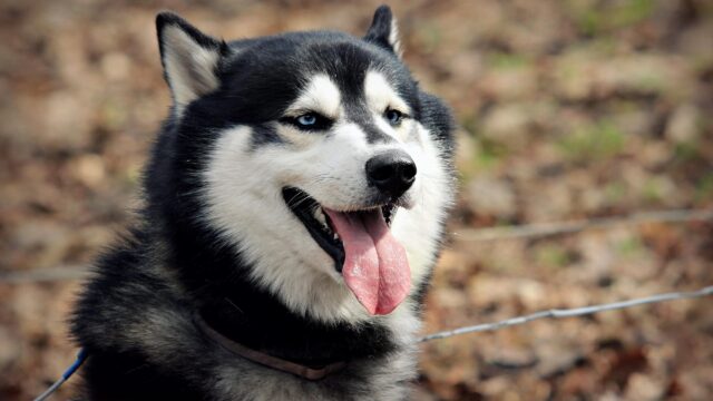 Stunning Siberian Husky with Piercing Blue Eyes Portrait 4K Wallpaper