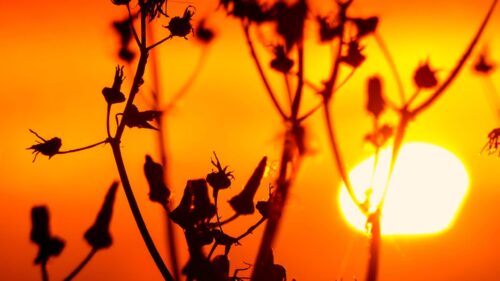 Fiery Sunset Silhouette with Wildflowers Golden Hour Desktop Wallpaper