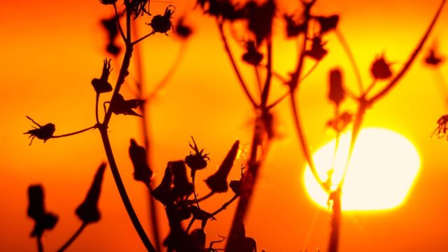Fiery Sunset Silhouette with Wildflowers Golden Hour Desktop Wallpaper