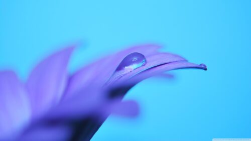 Macro Photography of a Purple Petal with Crystal Clear Dew Drop 4K Wallpaper