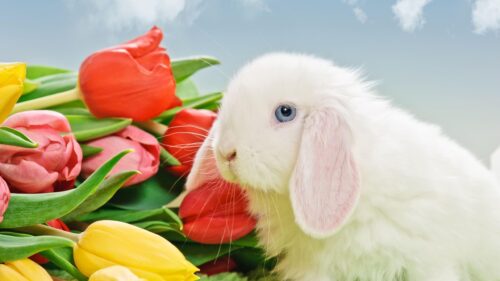 Adorable White Lop Eared Bunny with Colorful Spring Tulips Desktop Wallpaper