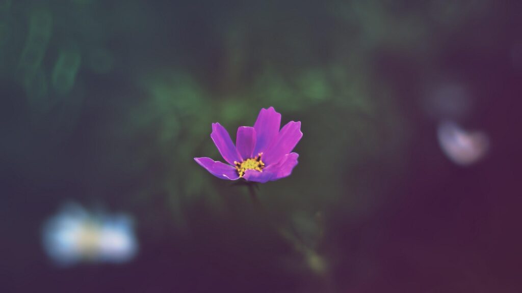 Minimalist Purple Cosmos Flower with Soft Bokeh Background PC Wallpaper