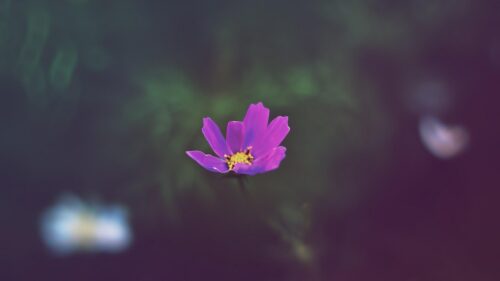 Minimalist Purple Cosmos Flower with Soft Bokeh Background PC Wallpaper