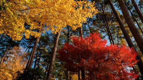 Stunning Autumn Forest Canopy with Vibrant Red and Yellow Foliage 4K Wallpaper
