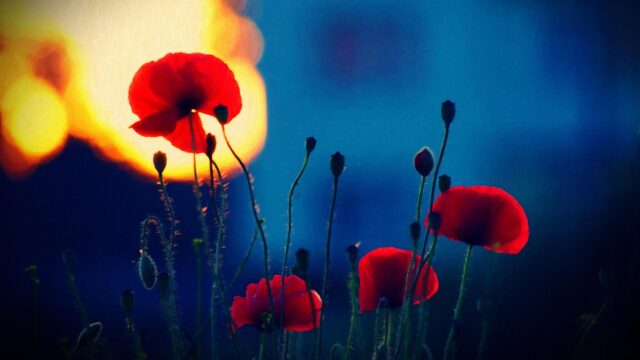 Stunning Red Poppies Against a Vibrant Golden Sunset 4K Desktop Wallpaper