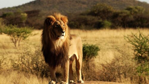 Majestic Male Lion Standing in the Golden African Savanna Desktop Wallpaper