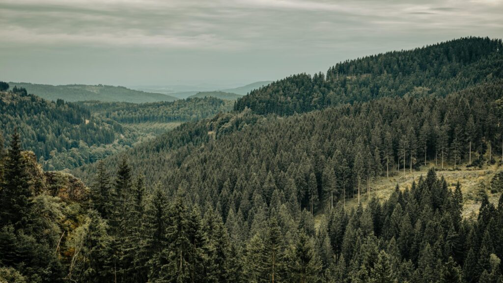 Misty Evergreen Forest Landscape Overlooking Mountain Valleys Desktop Wallpaper