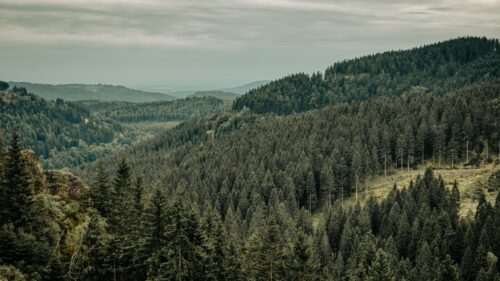 Misty Evergreen Forest Landscape Overlooking Mountain Valleys Desktop Wallpaper