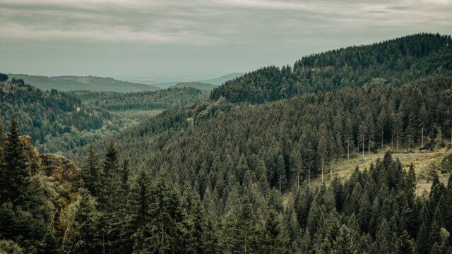 Misty Evergreen Forest Landscape Overlooking Mountain Valleys Desktop Wallpaper