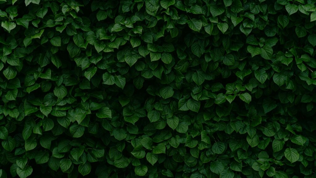 Lush Green Ivy Leaves Texture Nature Desktop Wallpaper