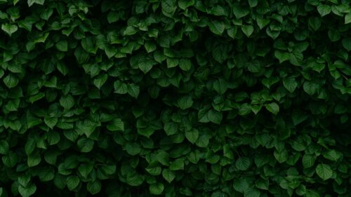 Lush Green Ivy Leaves Texture Nature Desktop Wallpaper