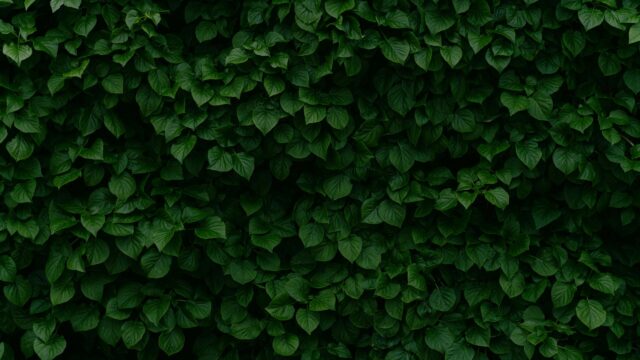 Lush Green Ivy Leaves Texture Nature Desktop Wallpaper