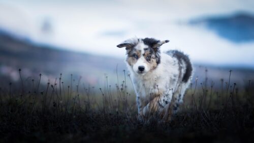 Cute Blue Eyed Australian Shepherd Puppy Walking Through Meadow Desktop Wallpaper