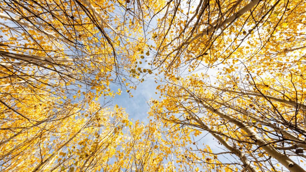 Stunning Autumn Aspen Canopy Low Angle View 4K Desktop Wallpaper