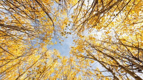 Stunning Autumn Aspen Canopy Low Angle View 4K Desktop Wallpaper
