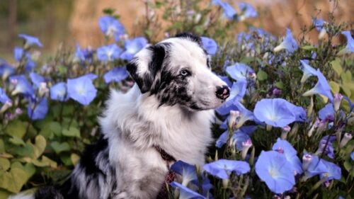 Stunning Blue Merle Australian Shepherd Sitting in Blue Morning Glories 4K Wallpaper