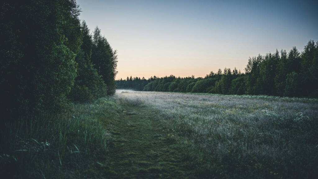Misty Morning Forest Meadow Scenic Landscape Desktop Wallpaper