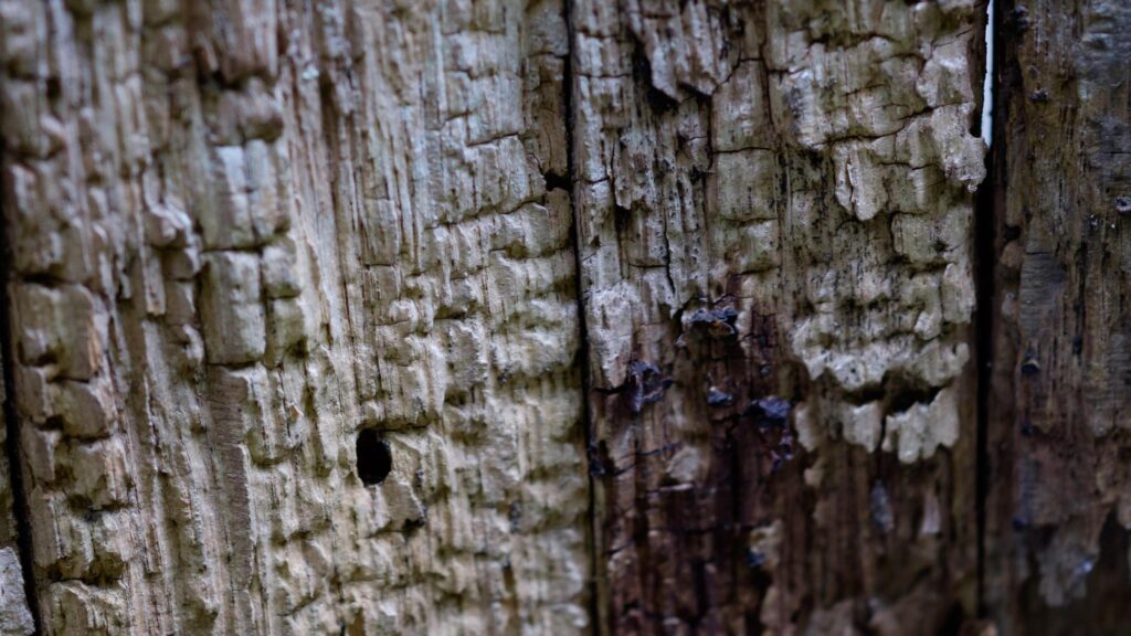 Macro Photography of Weathered Tree Bark Texture 4K Wallpaper