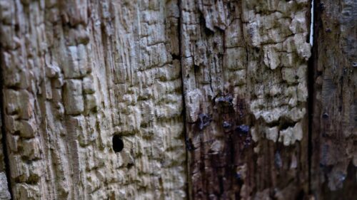 Macro Photography of Weathered Tree Bark Texture 4K Wallpaper