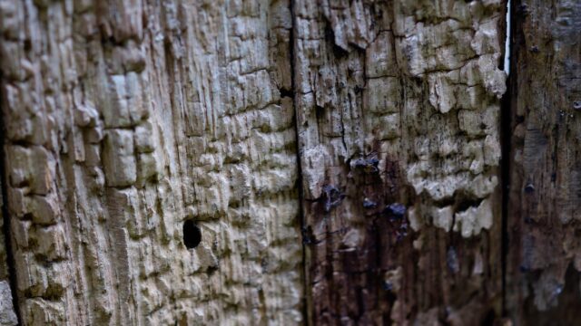 Macro Photography of Weathered Tree Bark Texture 4K Wallpaper