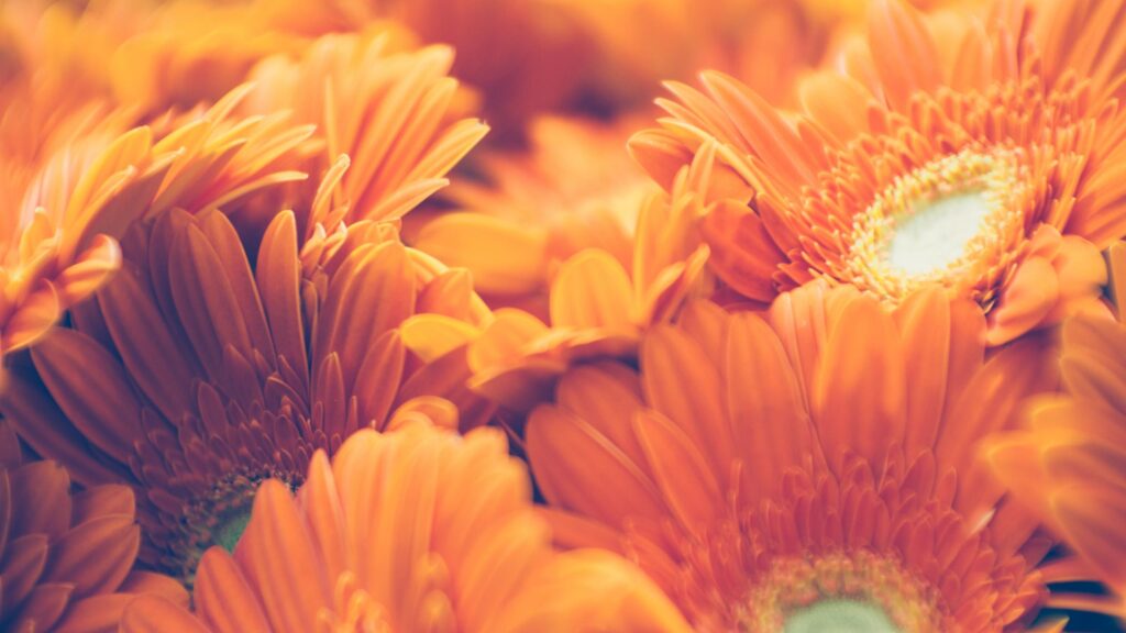 Vibrant Orange Gerbera Daisy Macro Floral 4K Desktop Wallpaper