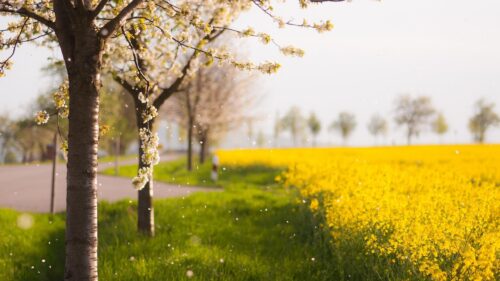 Stunning Spring Scenery with Blooming Cherry Blossom Trees and Vibrant Rapeseed Field 4K Wallpaper