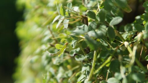Macro Photography of Lush Green Garden Foliage Nature Desktop Wallpaper