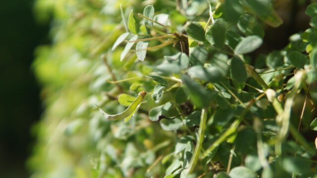 Macro Photography of Lush Green Garden Foliage Nature Desktop Wallpaper