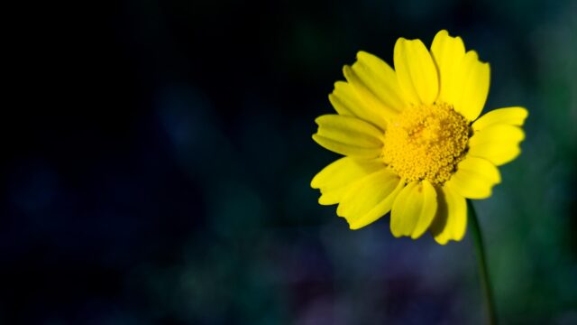 Stunning Close-Up Yellow Daisy Flower Minimalist 4K Desktop Wallpaper