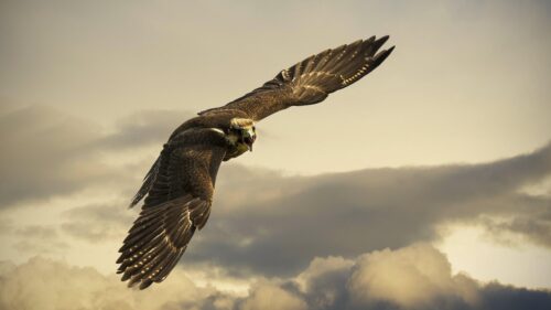 Majestic Falcon Flying in Cloudy Sky 4K Desktop Wallpaper