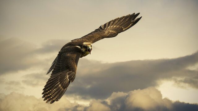 Majestic Falcon Flying in Cloudy Sky 4K Desktop Wallpaper