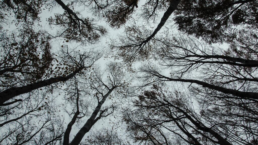 Low Angle View of Bare Forest Canopy Under Overcast Sky Desktop Wallpaper