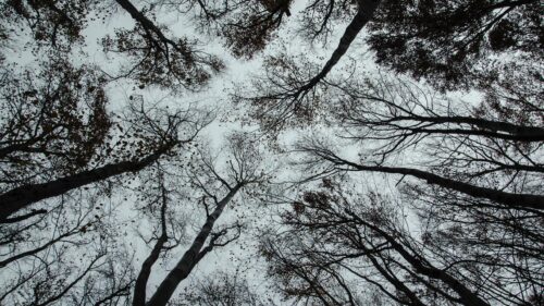 Low Angle View of Bare Forest Canopy Under Overcast Sky Desktop Wallpaper