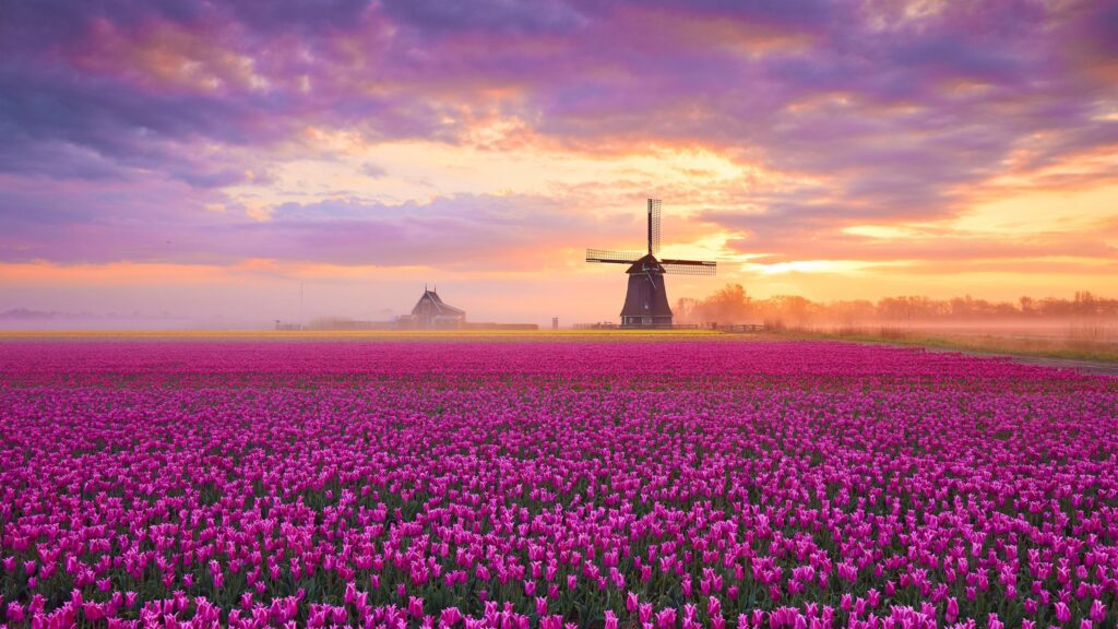 Stunning Dutch Tulip Field with Traditional Windmill at Sunrise 4K Desktop Wallpaper