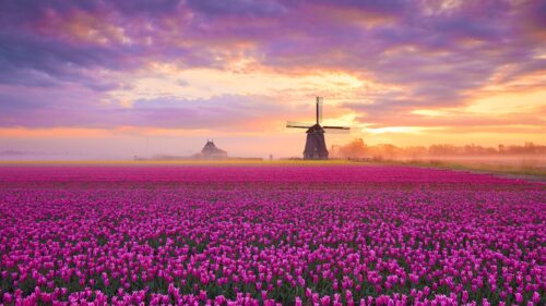 Stunning Dutch Tulip Field with Traditional Windmill at Sunrise 4K Desktop Wallpaper