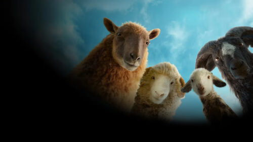 Three Curious Sheep against a Blue Sky Desktop Wallpaper