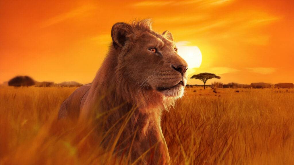 Majestic Lion Staring Over the Savannah Desktop Wallpaper