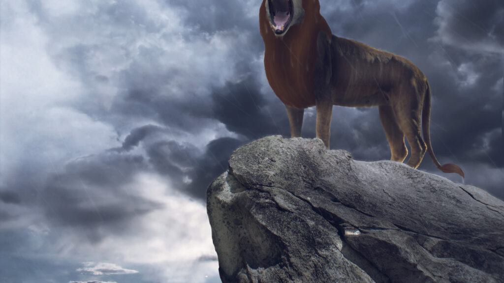 Powerful Lion Roaring on a Rocky Cliff Desktop Wallpaper