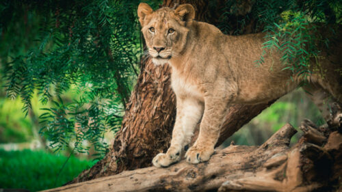 Young Lion Resting on a Fallen Tree Branch Desktop Wallpaper